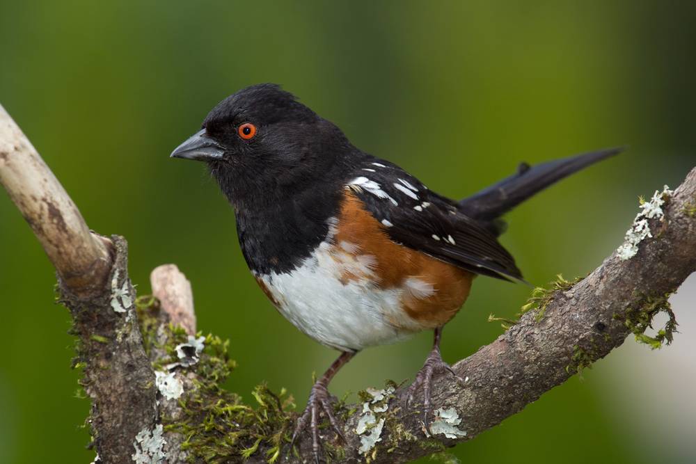 Spotted Towhee